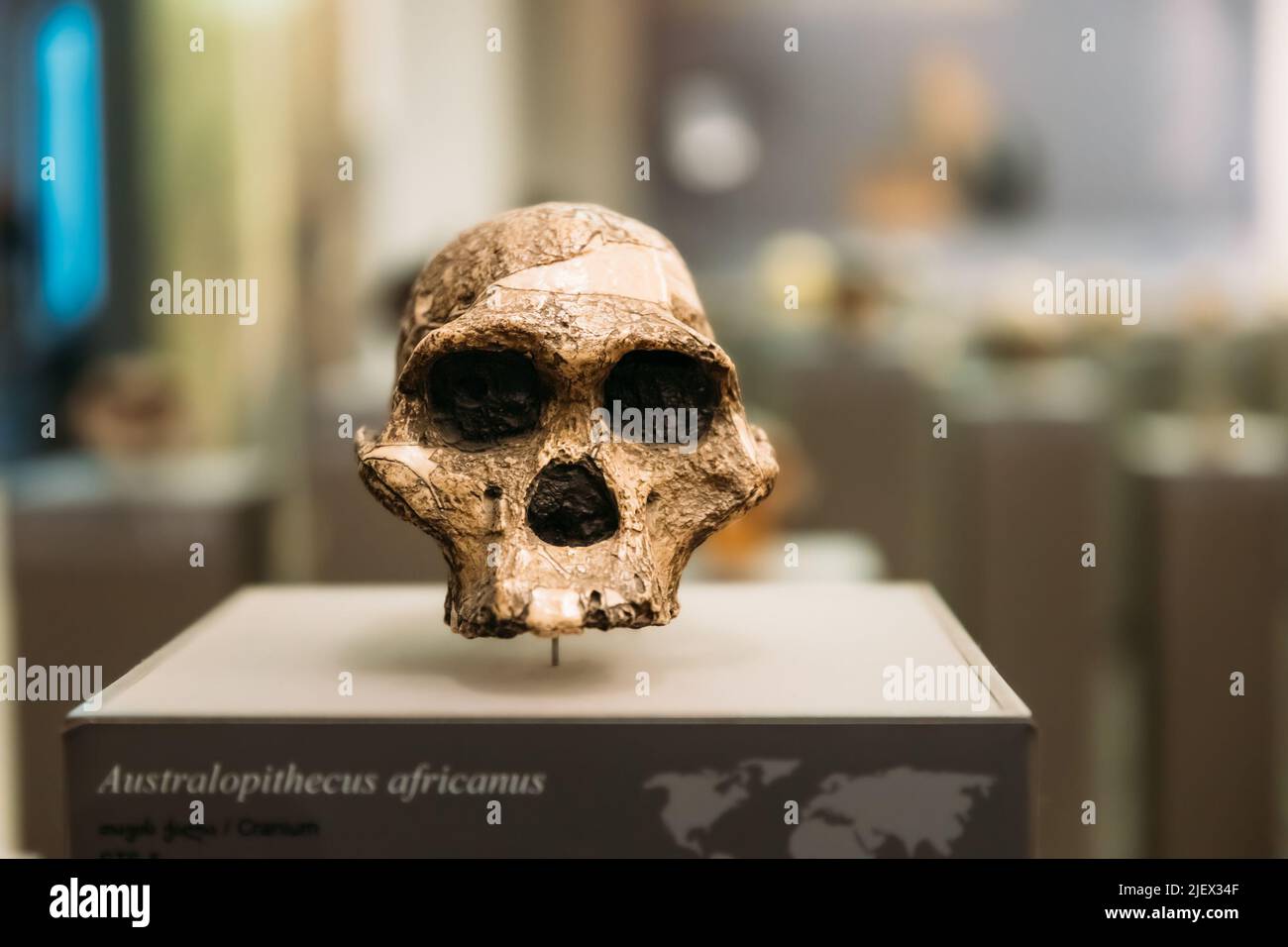 Tiflis, Georgien. Georgian National Museum. Australopithecus Africanus Schädel. Datiert Auf 2,0 Millionen Jahre Zurück. Entdeckt In Kalksteinhöhlen, Sterkfont Stockfoto