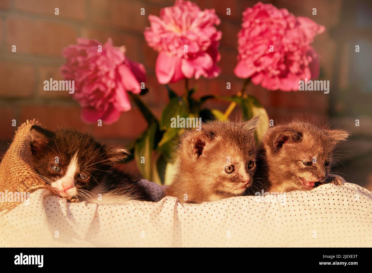 Niedliche Tiere - Hauskätzchen unter blühenden Pfingstrosen. Sommer ästhetischen Hintergrund. Entzückendes kleines Tier im Sommer. Entdeckung und Neugier Kindheit. Stockfoto