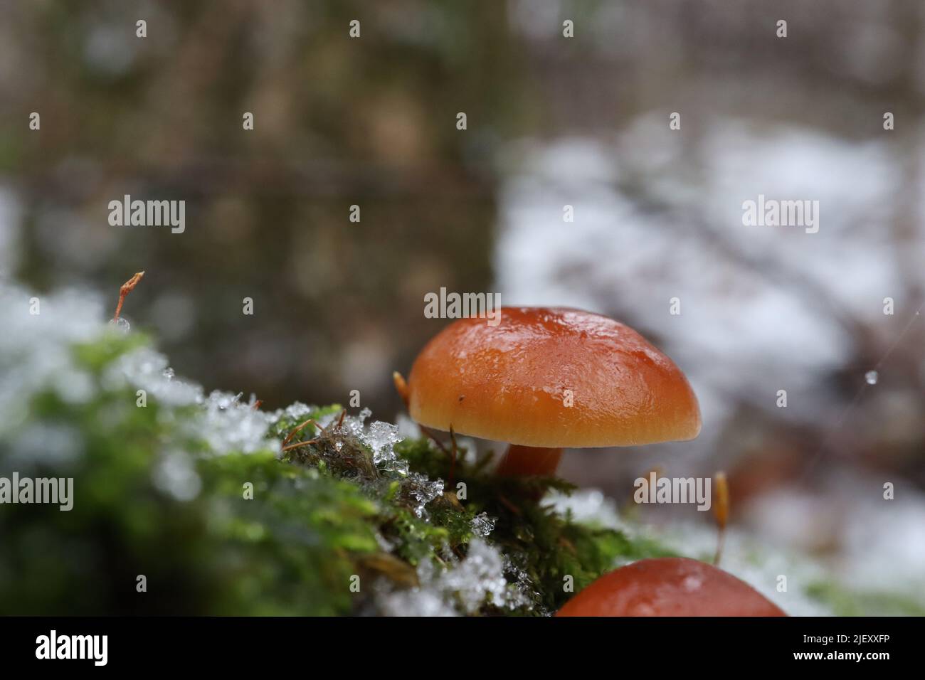 Samtschaft im Winterwald Stockfoto
