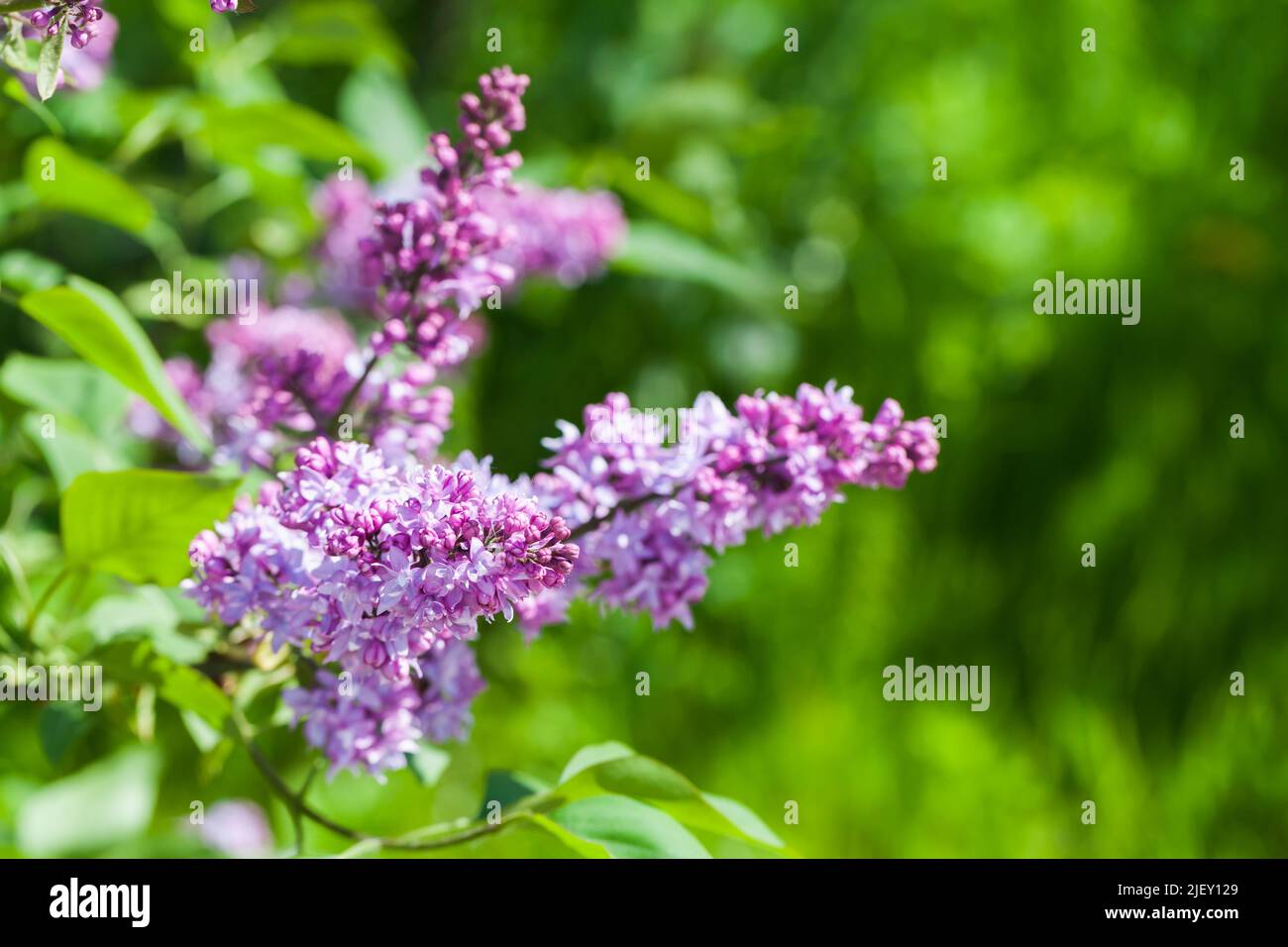 Lila Fliederblüten, blühende Pflanze ist im Frühlingsgarten an einem sonnigen Sommertag. Nahaufnahme mit selektivem Weichfokus Stockfoto