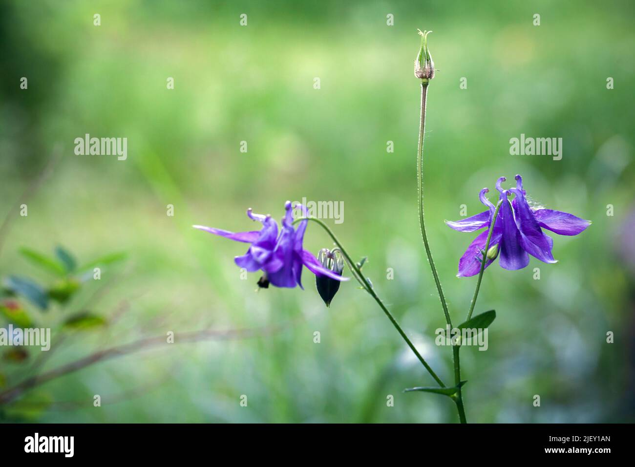 Die Blüten der Aquilegia vulgaris sind eine in Europa heimische Säulenart, die auch als europäische Säulenblume, gemeine Säulenblume, Omas-Nachtschlammmütze und bekannt ist Stockfoto