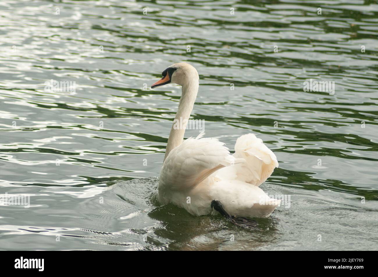 Stumm gesägt auf Wasser heben Flügel Stockfoto