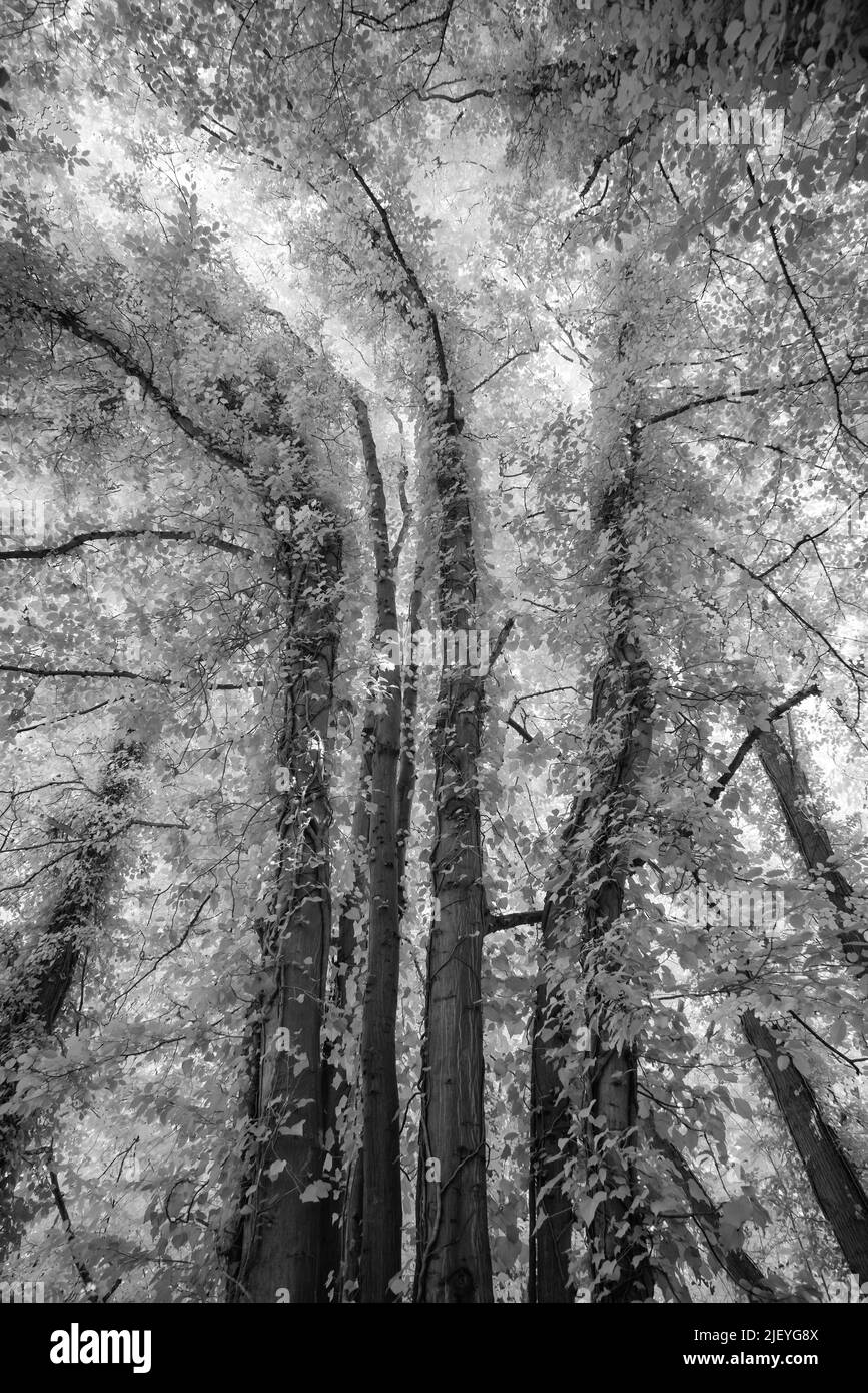 Ältere alte Buche Fagus sylvatica unter Infrarotlicht mit Blättern, die Wärme reflektieren Stockfoto