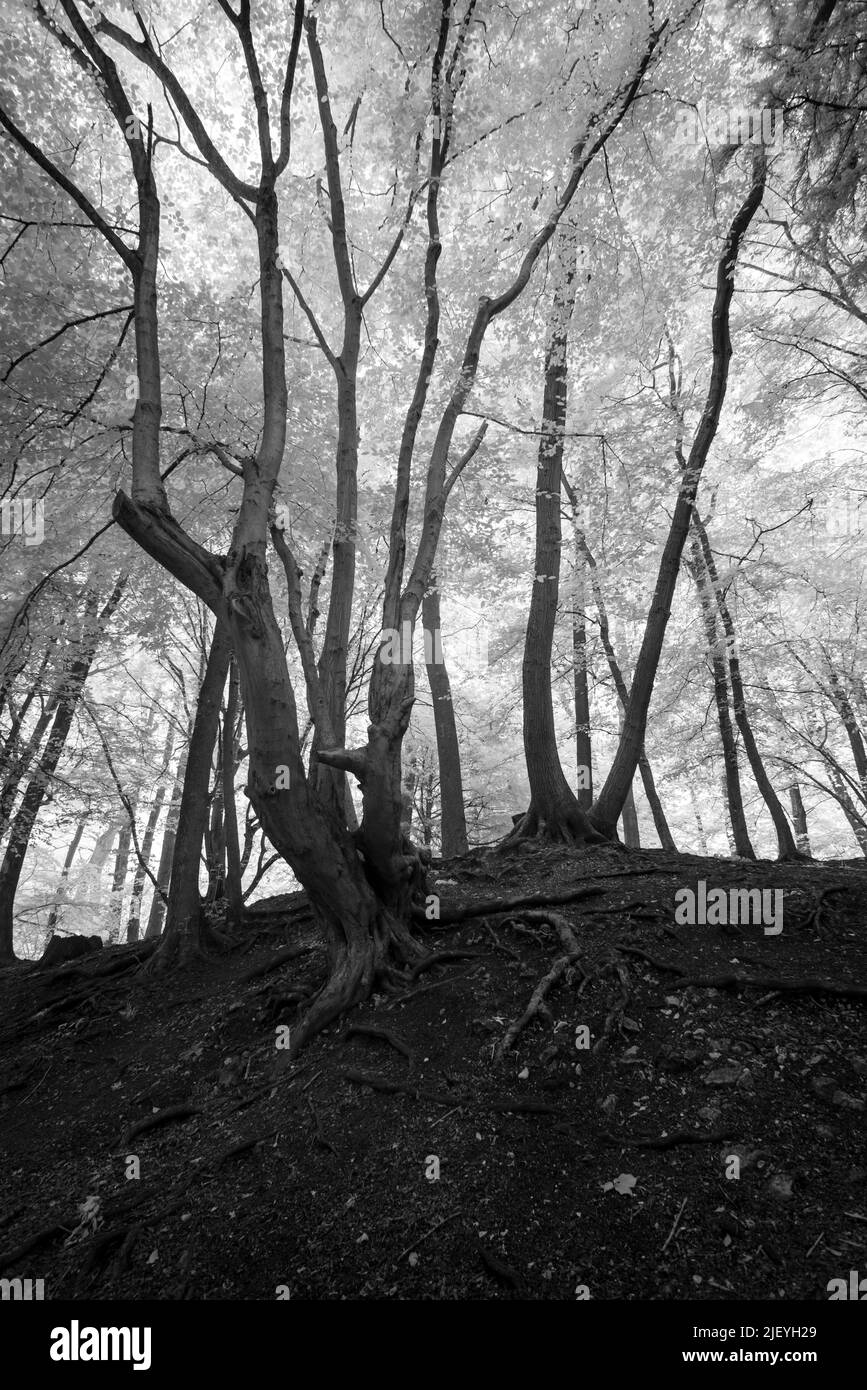 Ältere alte Buche Fagus sylvatica unter Infrarotlicht mit Blättern, die Wärme reflektieren Stockfoto