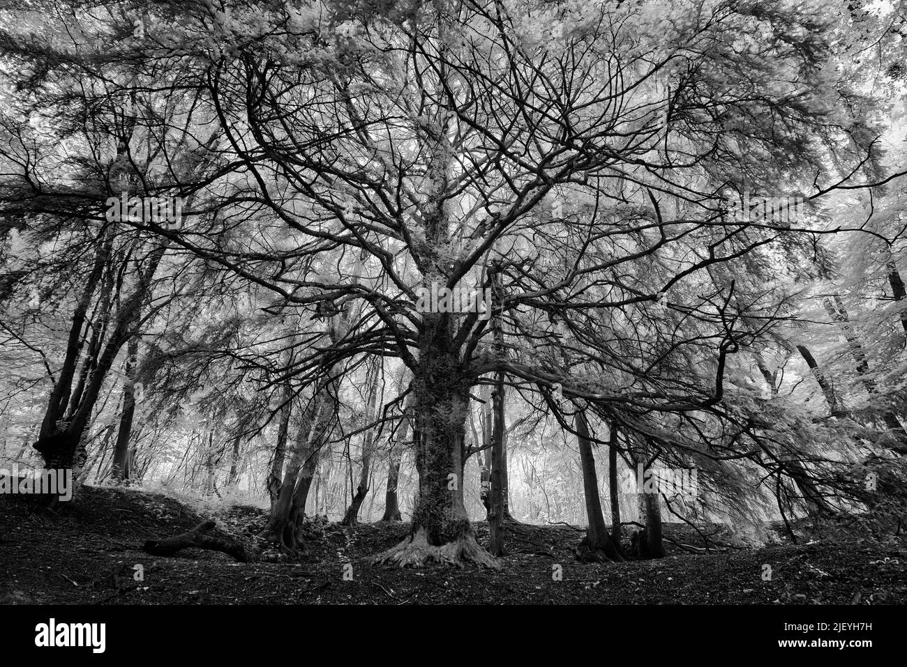 Taxus baccata, ein hoch aufragender, gesunder Eibenbaum, inmitten eines reifen Laub-Kastanienwaldes und Platanenwaldes, der unter Infra Red gesehen wird Stockfoto