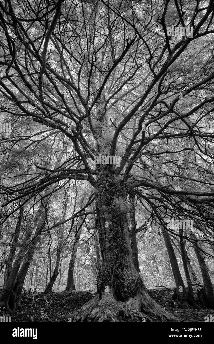 Taxus baccata, ein hoch aufragender, gesunder Eibenbaum, inmitten eines reifen Laub-Kastanienwaldes und Platanenwaldes, der unter Infra Red gesehen wird Stockfoto