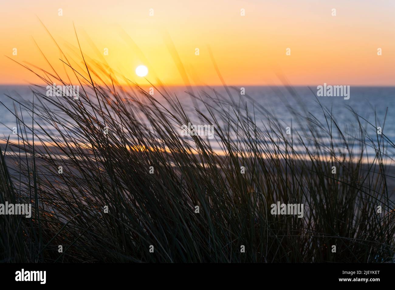 Am Nordseestrand von Oostende (Ostende), Flandern, Belgien, grasen bei Sonnenuntergang Sanddünen im Wind. Stockfoto