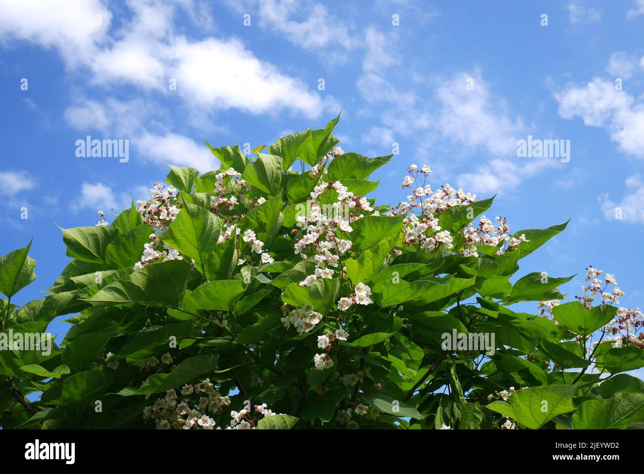 Catalpa Baum in Blüte in einem Garten, Ungarn Stockfoto