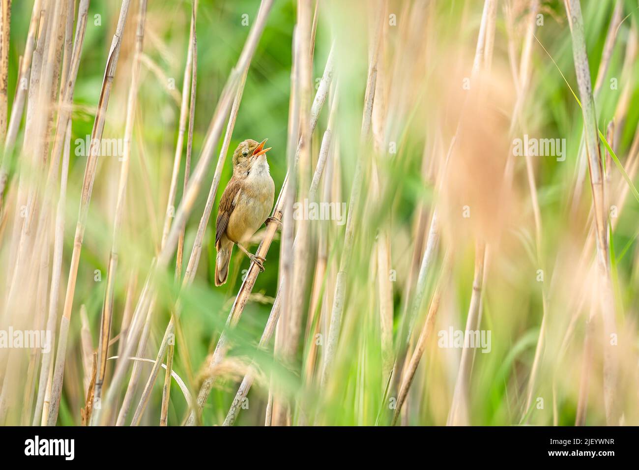 Der eurasische Rohrsänger, der braune, unsektivore Vogel, der mit seinem offenen Schnabelgesang auf einem trockenen Stroh starr. Grüner und beiger Hintergrund. Stockfoto