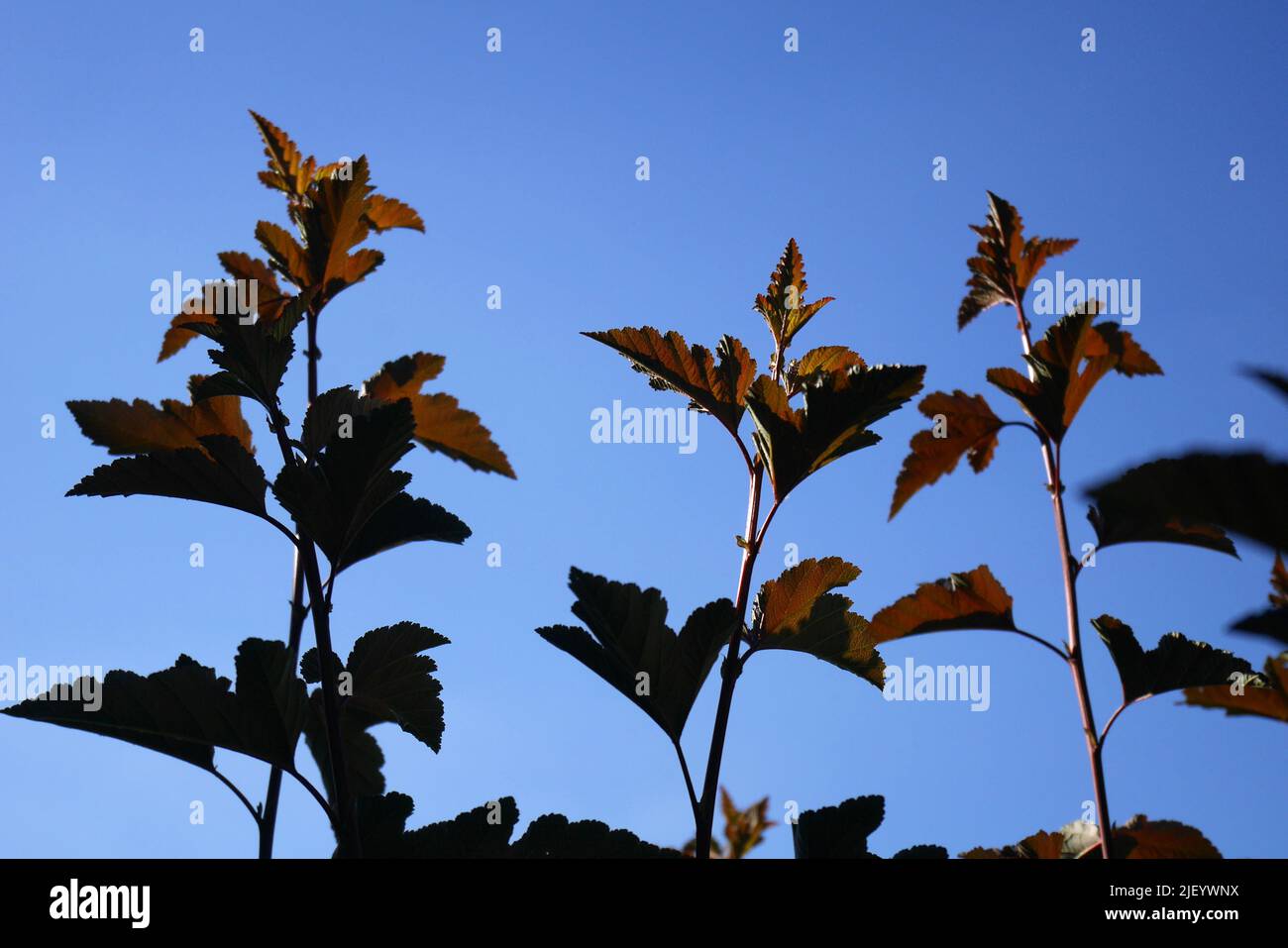 Violette Blätter des Laub-Zierstrauch aus neun Rinden, physocarpus opulifolius, in einem Garten in Ungarn Stockfoto