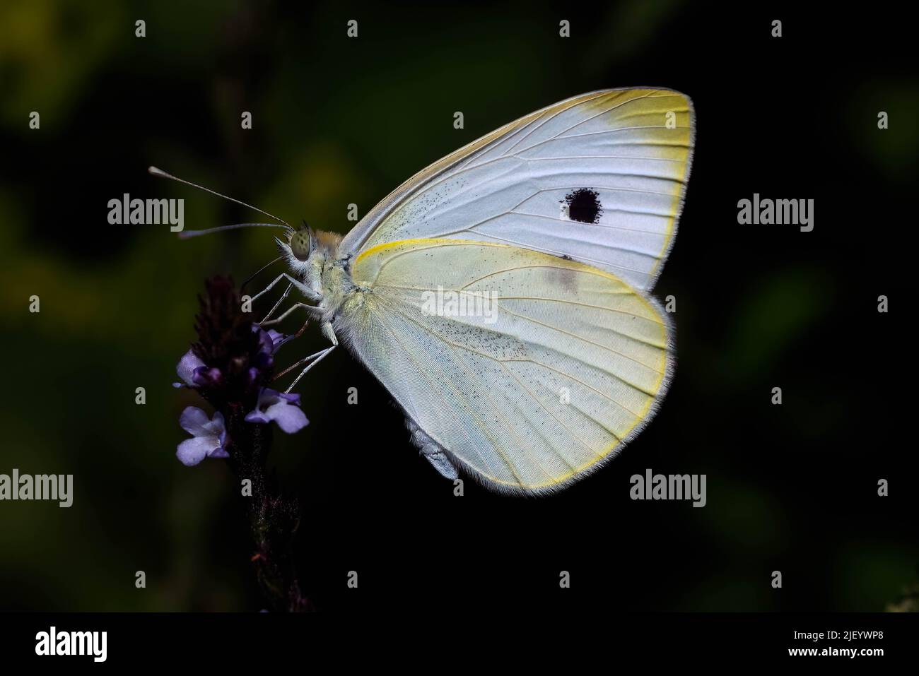 Der Weißbauch (Pieris napi) ist ein Schmetterling der Familie Pieridae. Aufnahme entlang des trocknenden Rio Jute, La Herradura, Almuneca, an Stockfoto