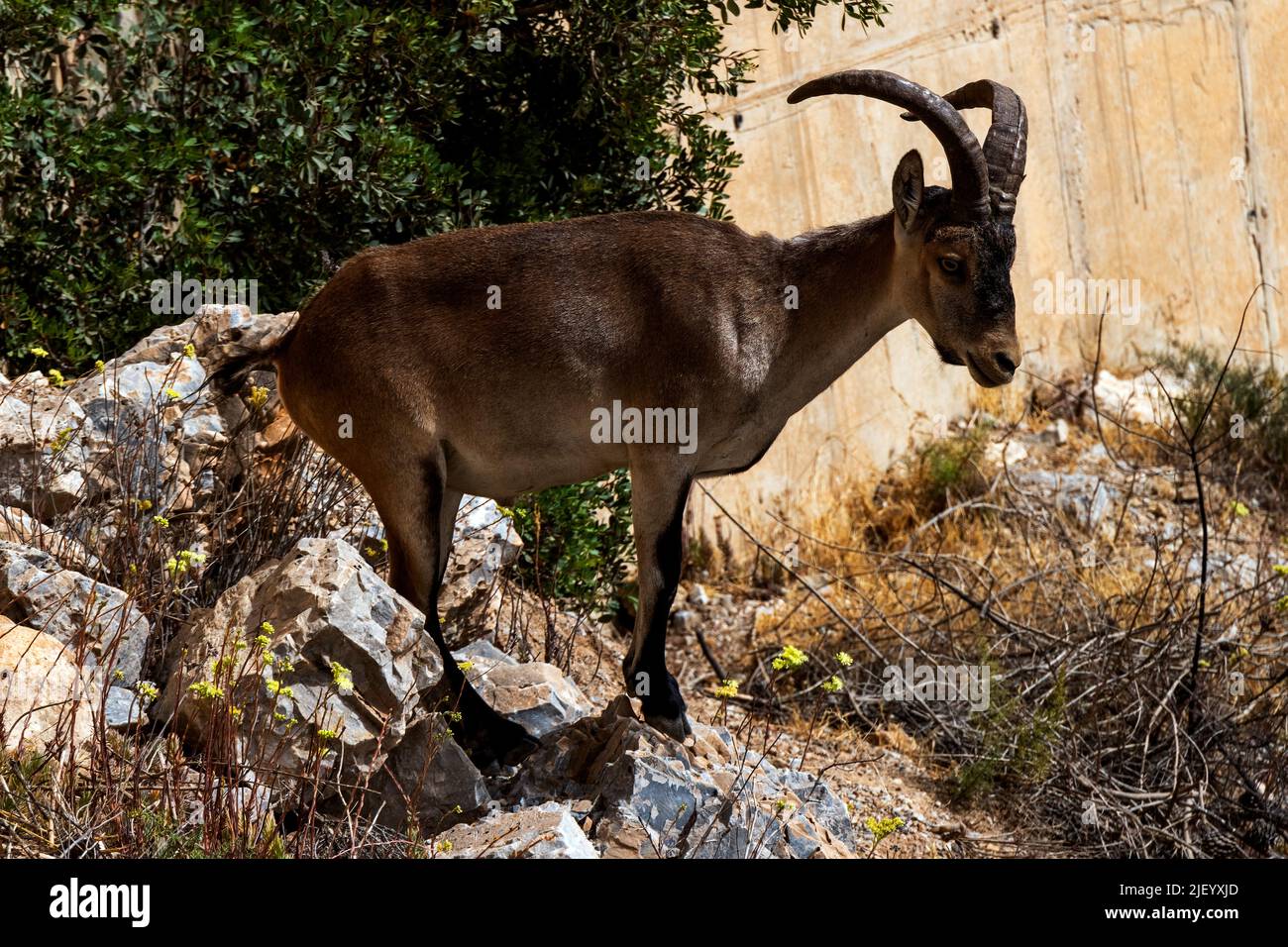 Junger männlicher Iberischer Steinbock in der Nähe der Paraje Naturale, Carmenes del Mar, La Herradura, Almuneca, Spanien. 21.. Juni 2021. Stockfoto