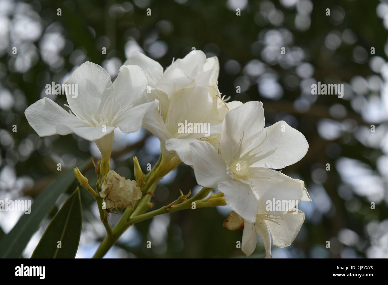 Ein helles, schönes Bild eines weißen Oleander. Stockfoto