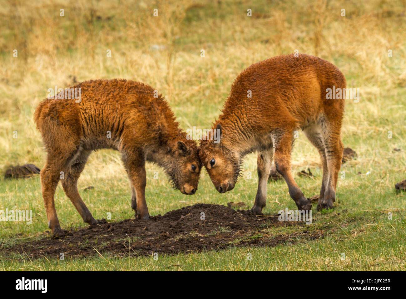 Diese Jungs kämpften im Regen, als ihre Mama in der Nähe grasten. Fotos vom LKW-Fenster aus sicher aufgenommen Stockfoto