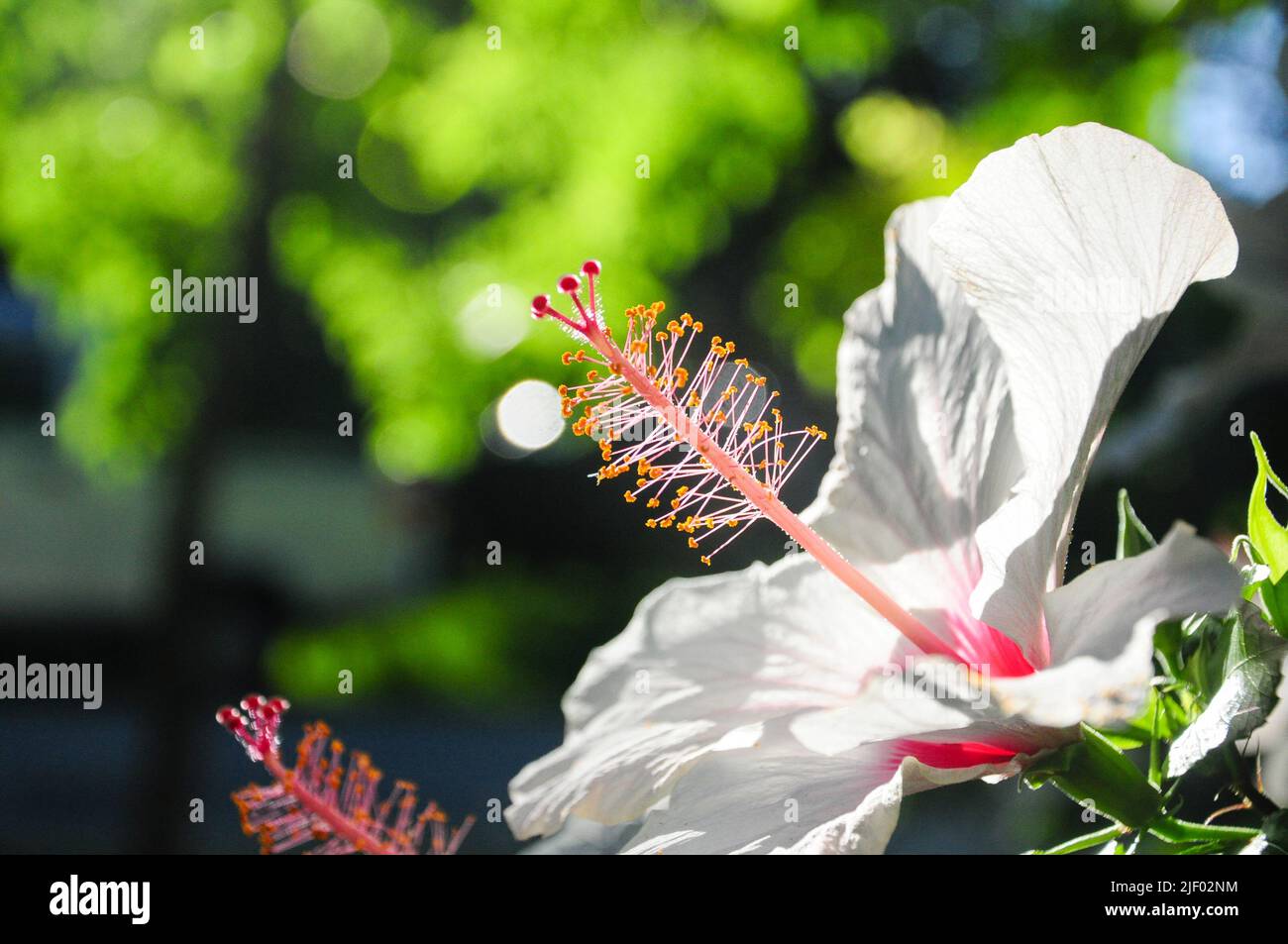 Zoomen Sie hinein, um die Details der Stampfen und Staubfäden einer ibiskusblüte zu sehen Stockfoto