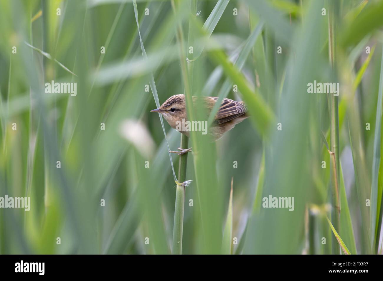 Sedge Warbler (Acrocephalus schoenobaenus) Juvenile Cley Marshes NWT Norfolk GB UK Juni 2022 Stockfoto