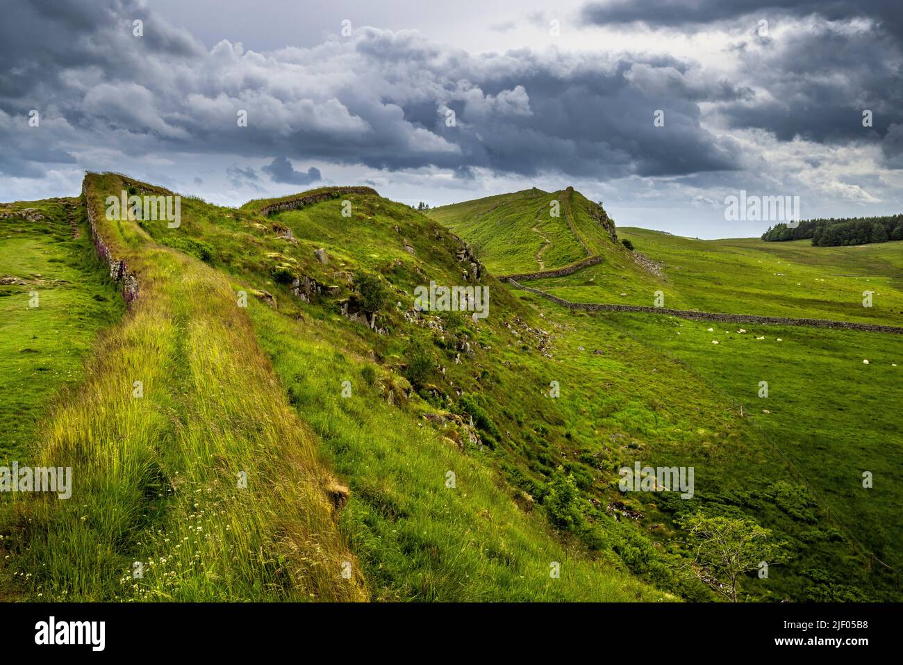 Westlich von Housesteads Roman Fort entlang Hadrians Mauer, wie es die Whin Sill Felsformation folgt, Northumberland, England Stockfoto