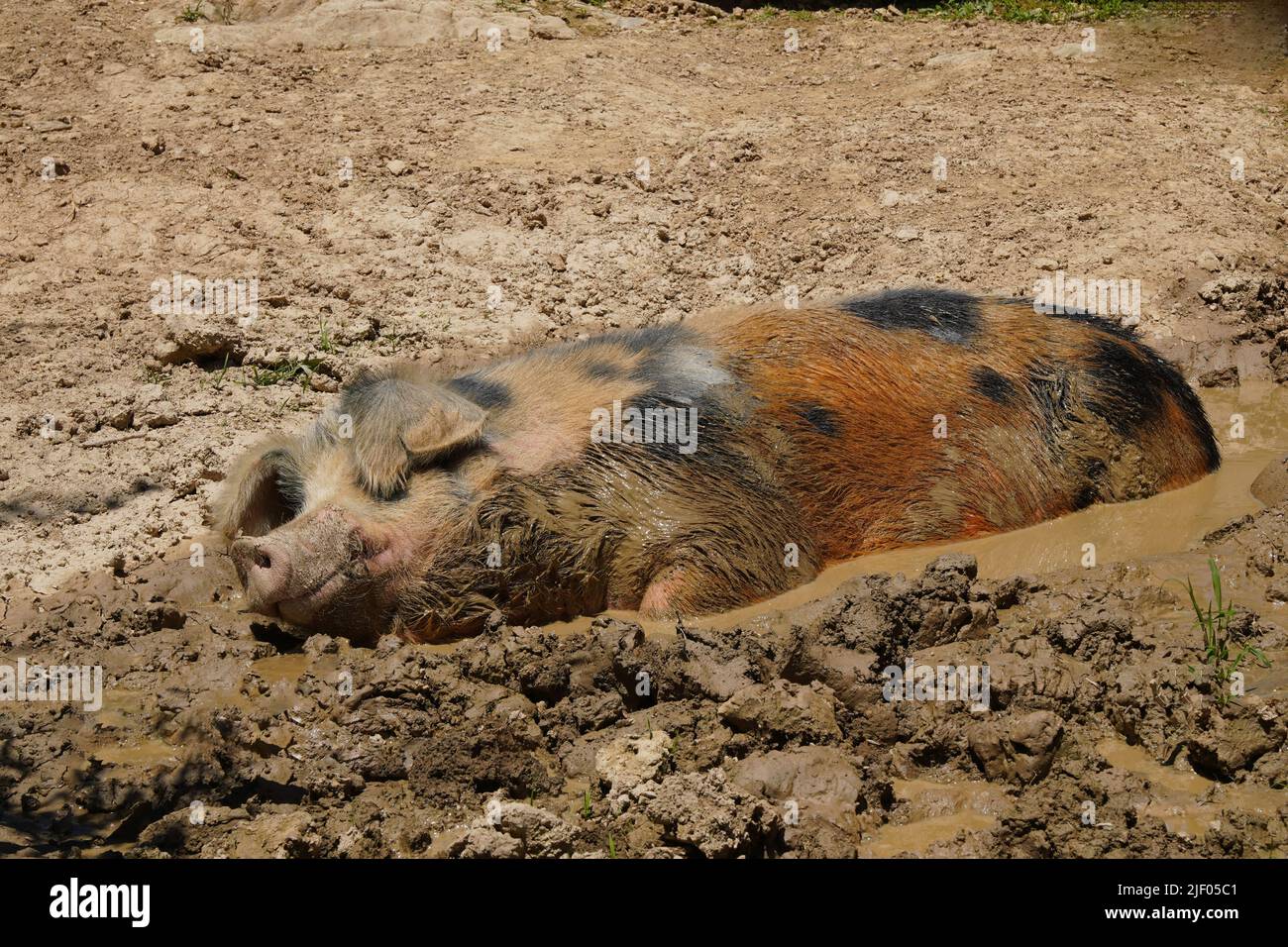Hausschwein schwelt im Schlamm Stockfoto