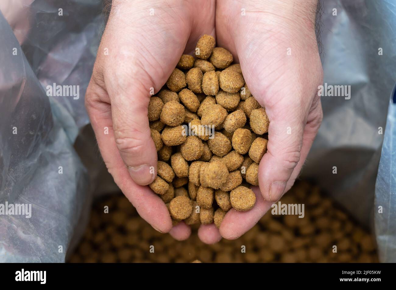 Pellets aus Hundefutter verschüttet aus den Händen der Männer. Die Hände eines Mannes mittleren Alters halten braune runde Pellets in Handvoll. Das Essen fällt in einen offenen Beutel. B Stockfoto