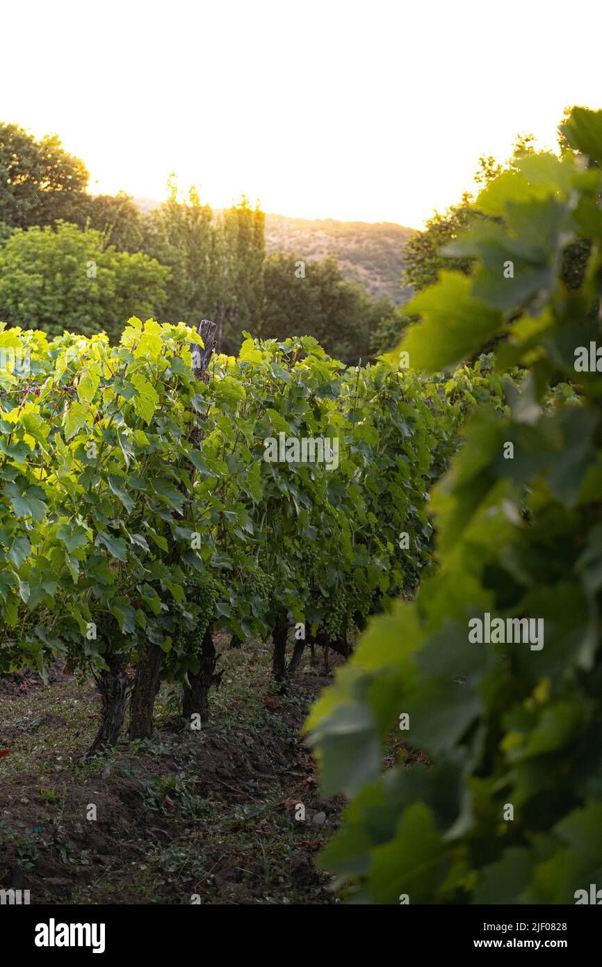 Weinberg in der Nähe von Demir Kapija, Nord-Mazedonien Stockfoto