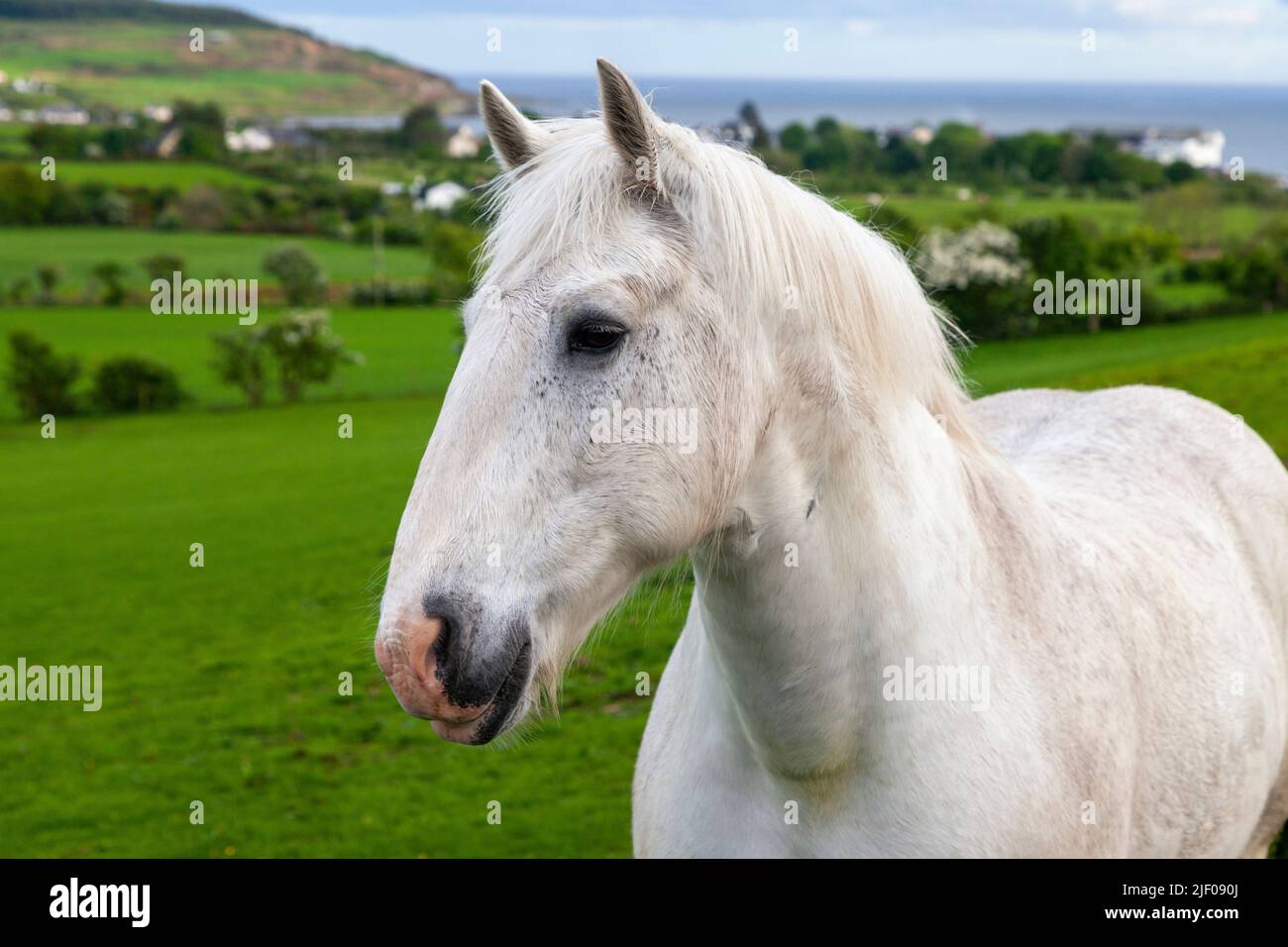 Ein Porträt eines einzigen weißen Pferdes, das in Arran auf einem Feld steht. Stockfoto