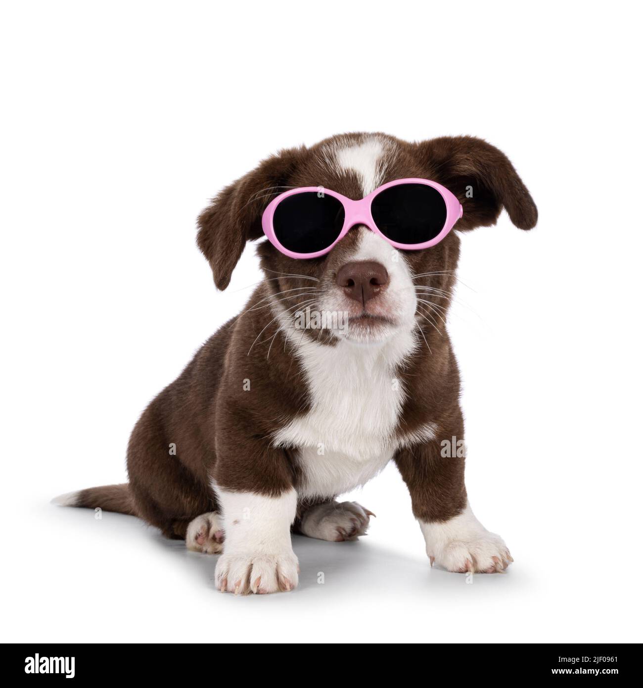 Süßes Braun mit weißem Welsh Corgi Cardigan Hundewelpen, sitzend in rosa Sonnenbrille. Blick auf die Kamera. Isoliert auf weißem Hintergrund. Stockfoto