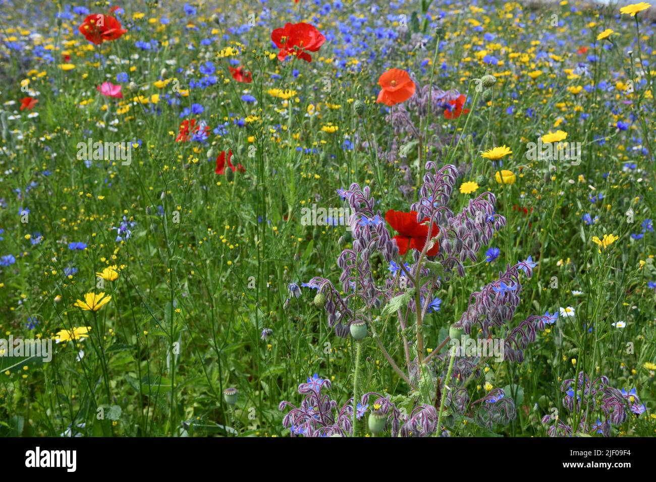 Wildblumenwiese Stockfoto