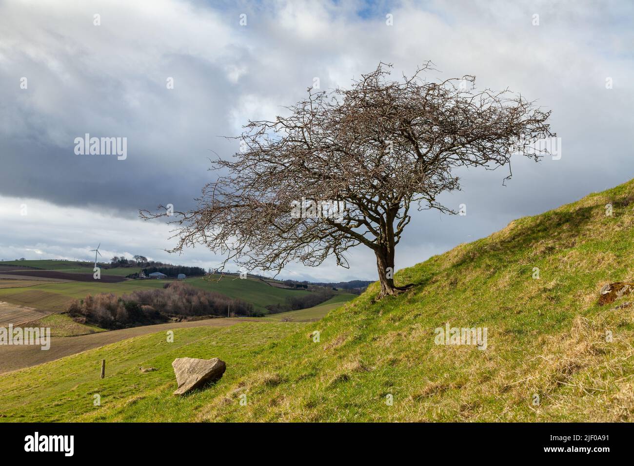 Einzelner kleiner Baum auf einem Hügel in Fife Stockfoto