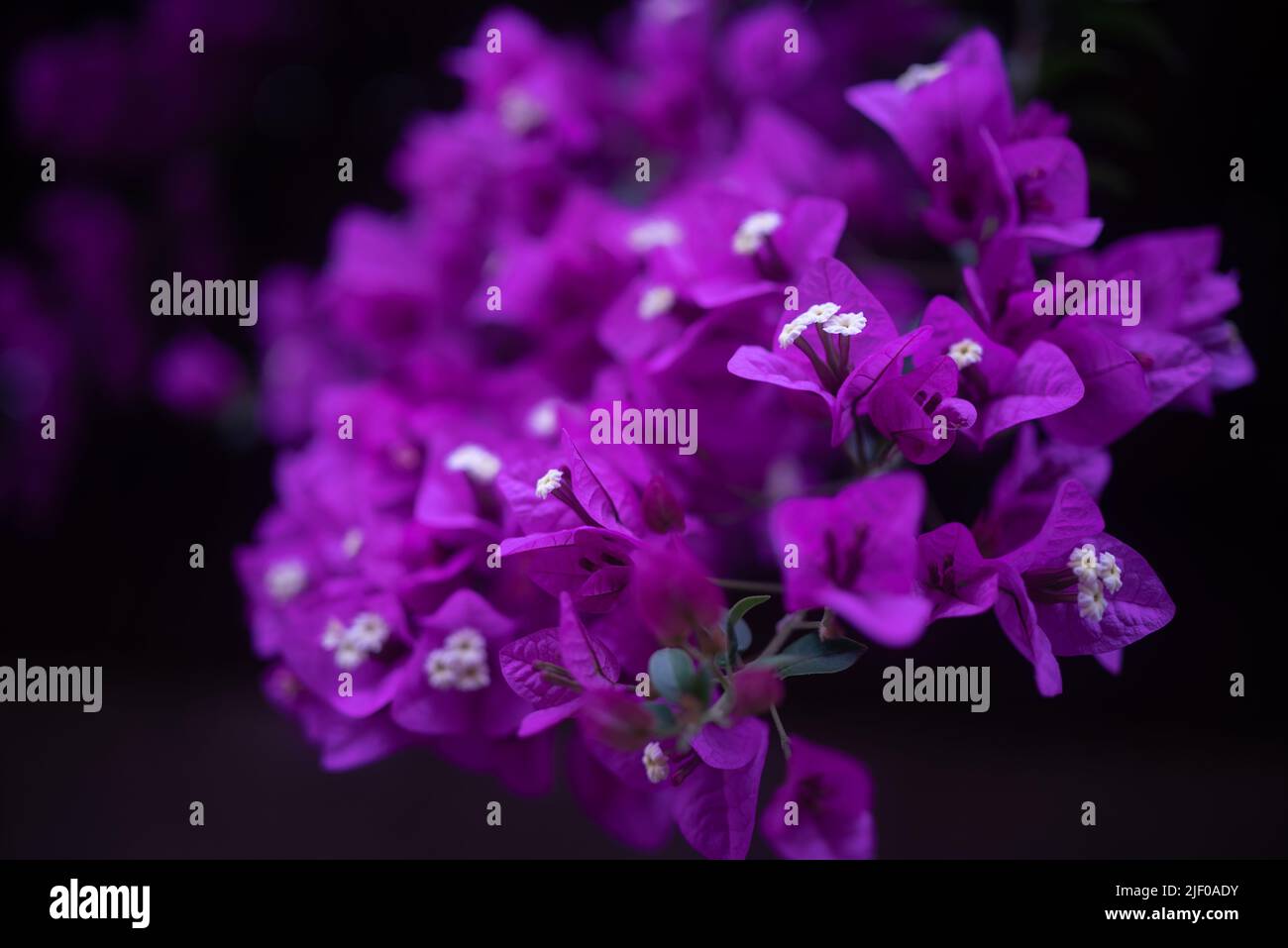 Bougainvillea Blumen verzweigen auf schwarzem Hintergrund, teilweise verschwommenes Foto Stockfoto