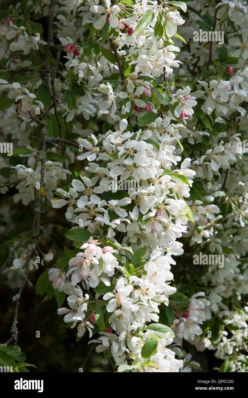 Malus „Sun Rival“ Stockfoto