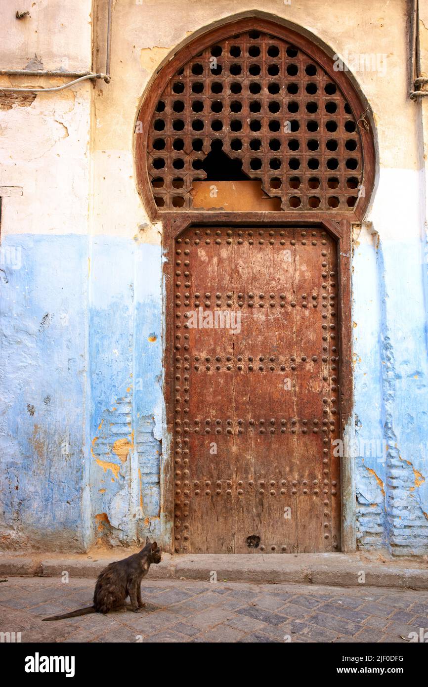 Marokko Fez. Eine Katze in den Straßen der Medina Stockfoto