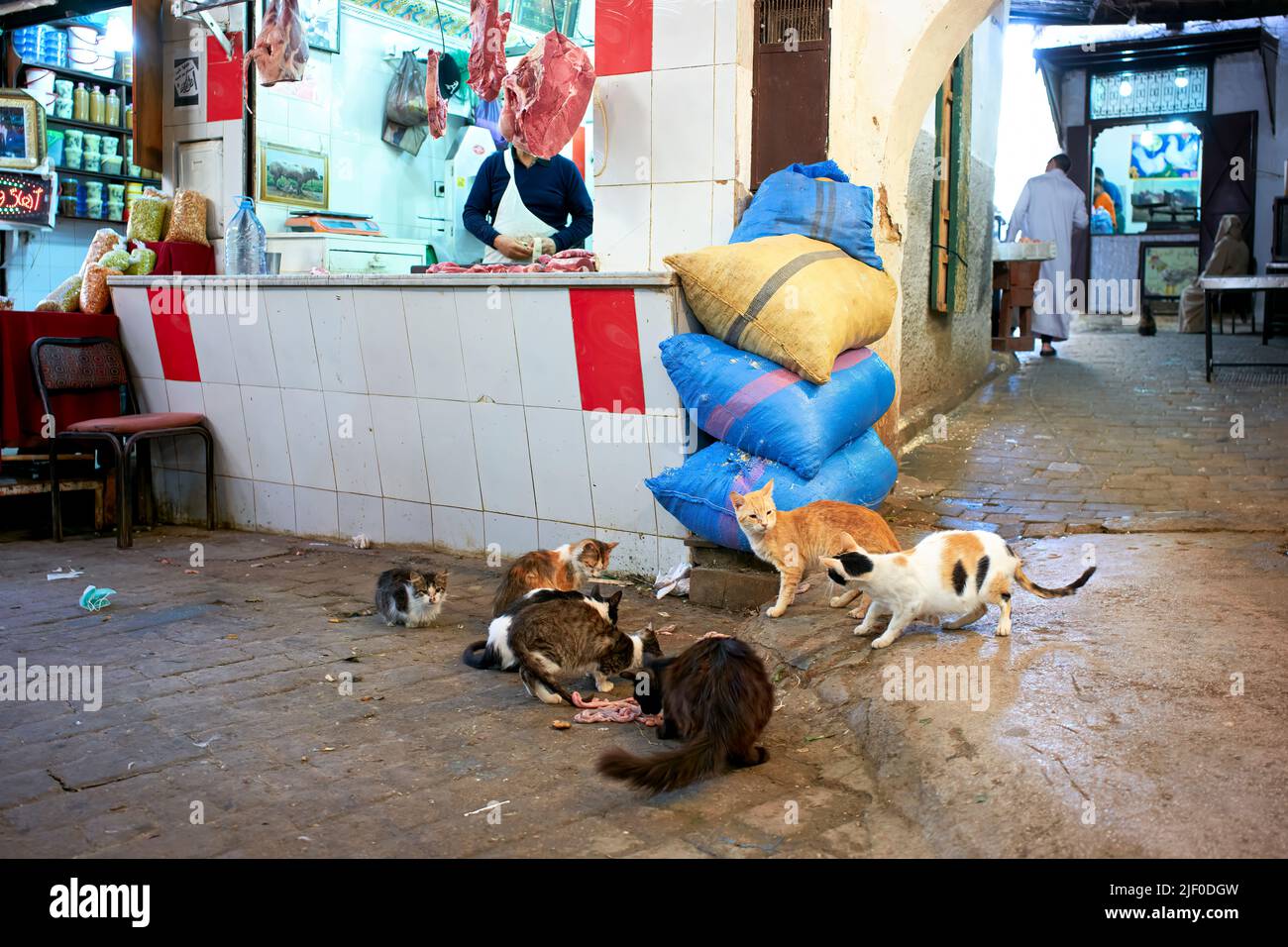 Marokko Fez. Streunende Katzen im alten Souk in der Medina Stockfoto