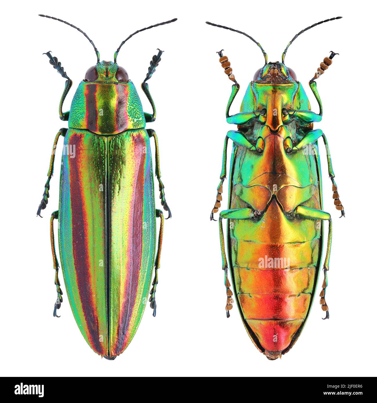 Insektensammlung von glänzenden Edelkäfer-Exemplaren, isoliert auf weißem Hintergrund, aufgenommen mit Makrolinse Stockfoto