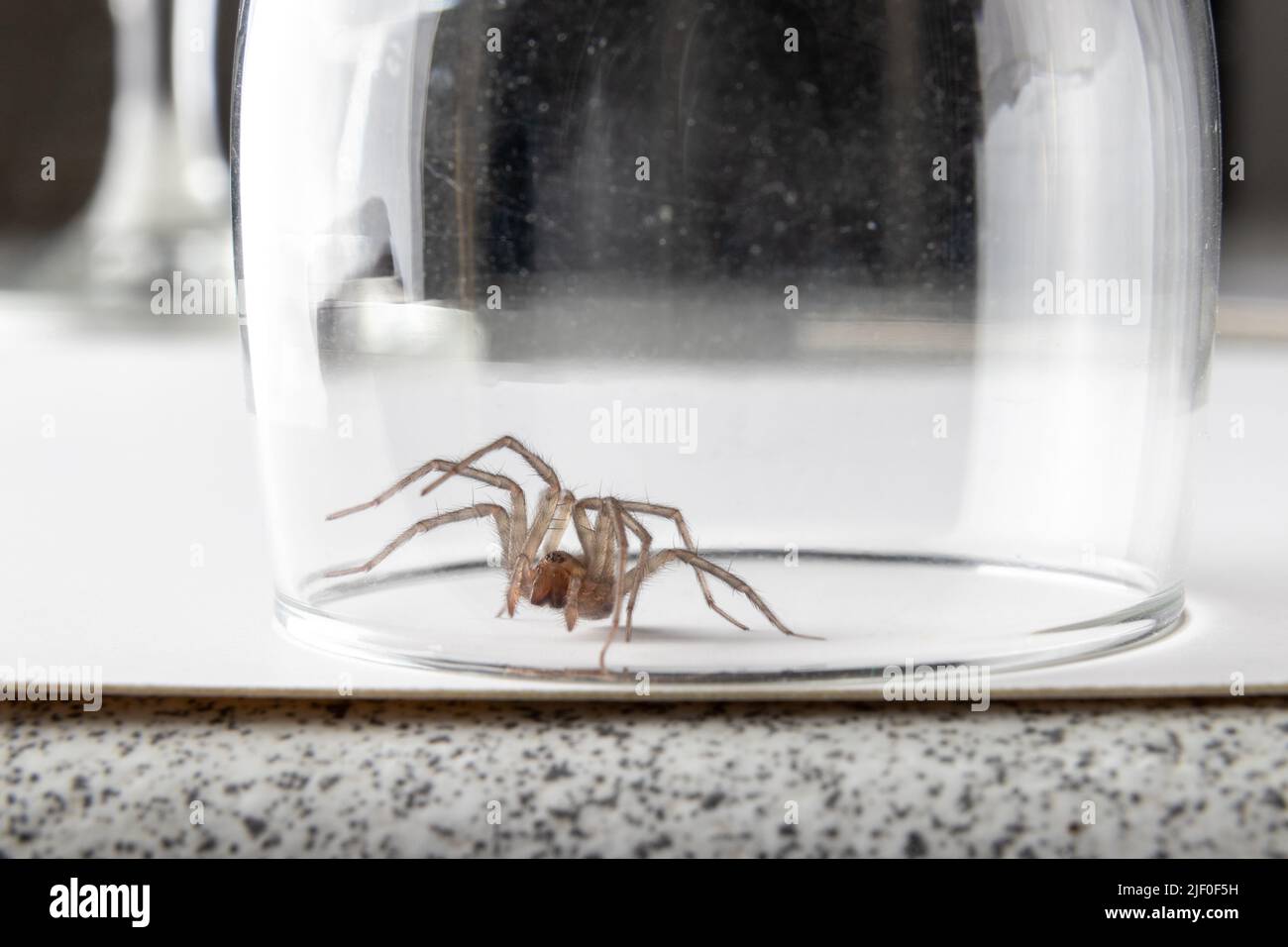 Eine britische Hausspinne, die unter einem Glas gefangen ist Stockfoto