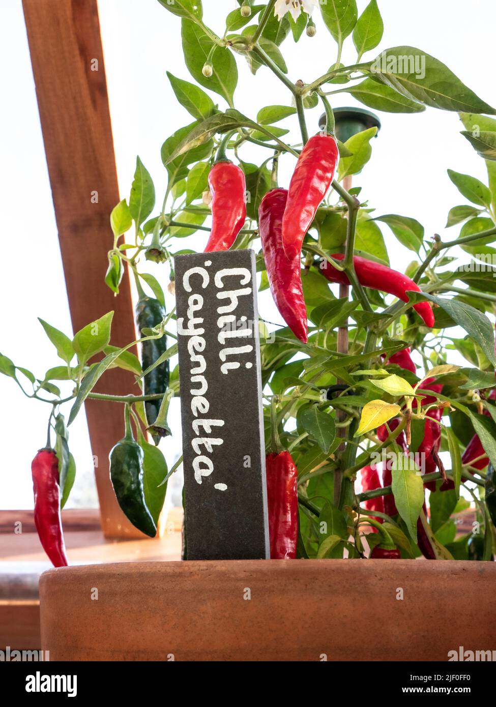 Chili Cayennetta mit Namensschild Identifikation in einem traditionellen Holzgewächshaus eingegossen. Hybrid mild würzig essbare Chili mit ausgezeichnetem Geschmack, Stockfoto