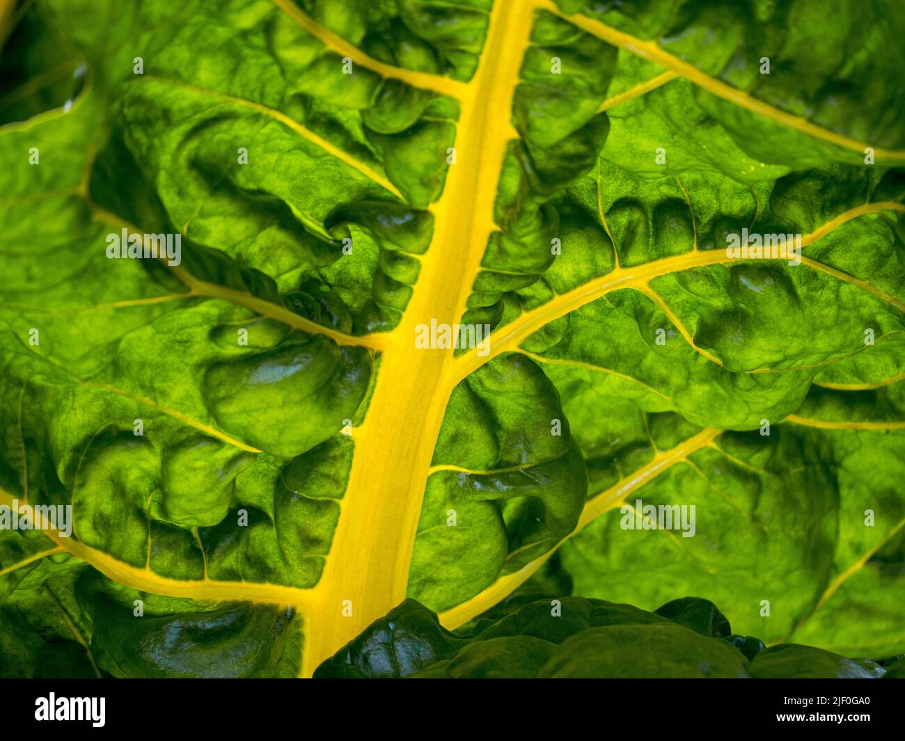 Swiss Chard Yellow Chard Leaf Close-Up View, in hinterleuchtetem Sommersonnenlicht, das in einem Gemüsegarten der Küche wächst. Mangold, (Beta vulgaris, Varietät Cicla) Stockfoto