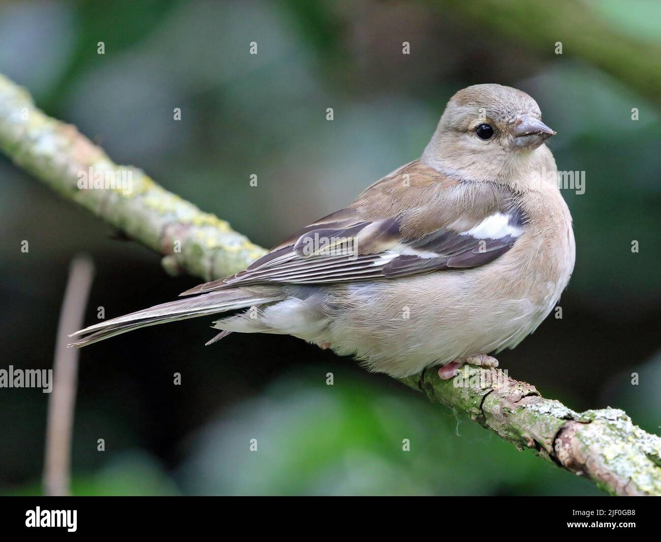 Ein weiblicher gewöhnlicher Chaffinch (Fringilla coelebs) Stockfoto