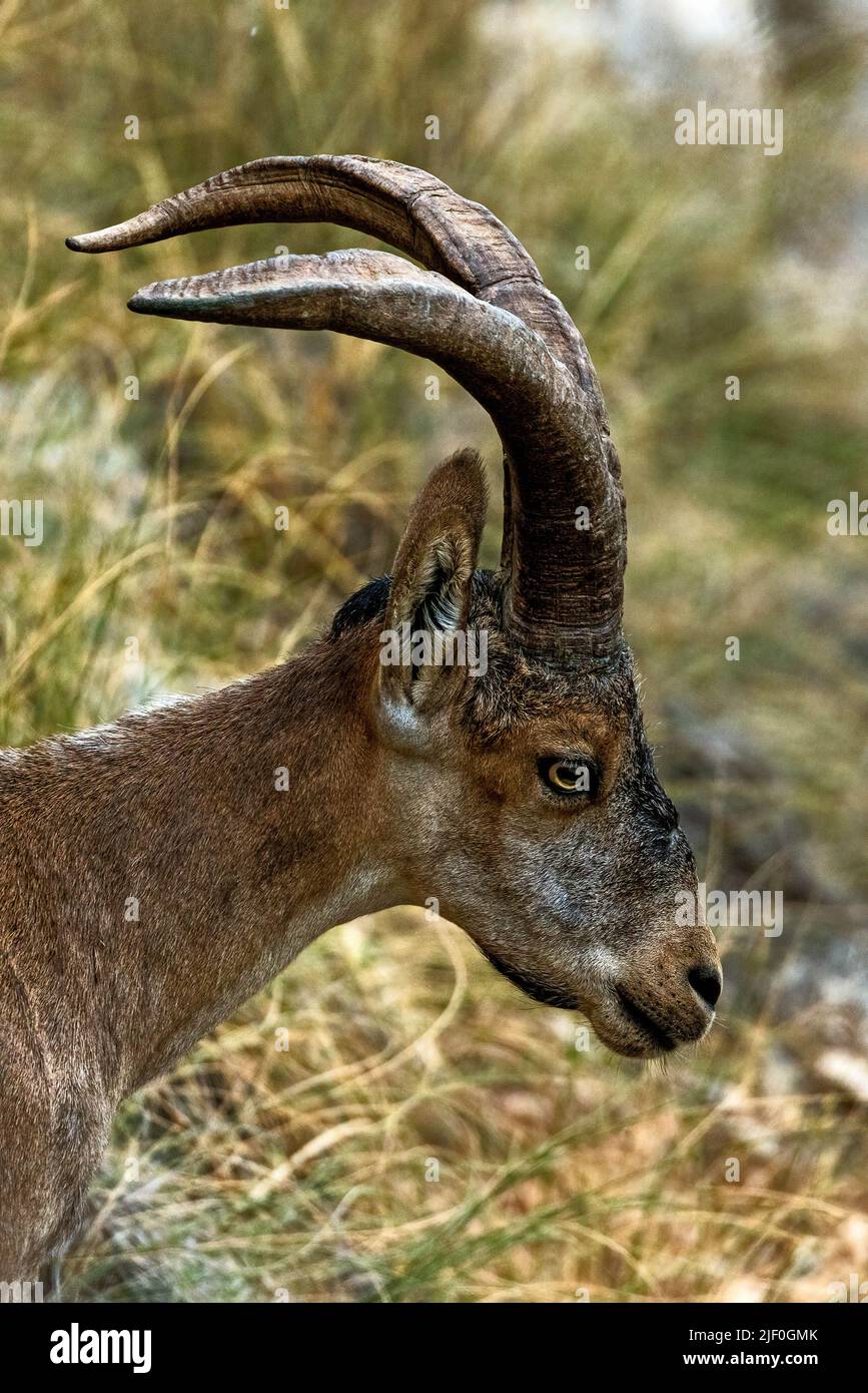 Junger männlicher Iberischer Steinbock in der Nähe der Paraje Naturale, Carmenes del Mar, La Herradura, Almuneca, Spanien. 21.. Juni 2021. Stockfoto