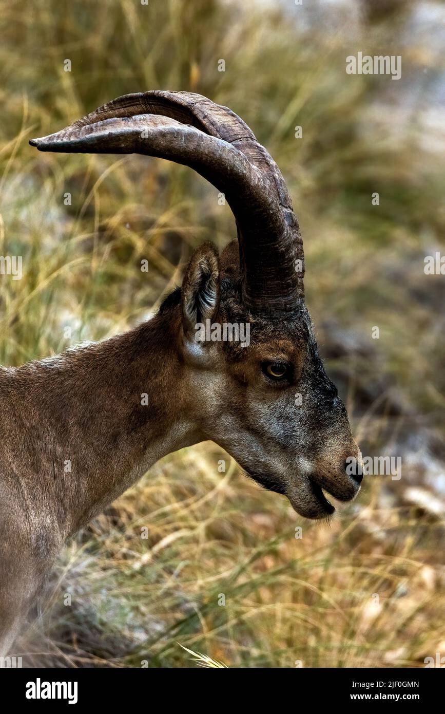Junger männlicher Iberischer Steinbock in der Nähe der Paraje Naturale, Carmenes del Mar, La Herradura, Almuneca, Spanien. 21.. Juni 2021. Stockfoto