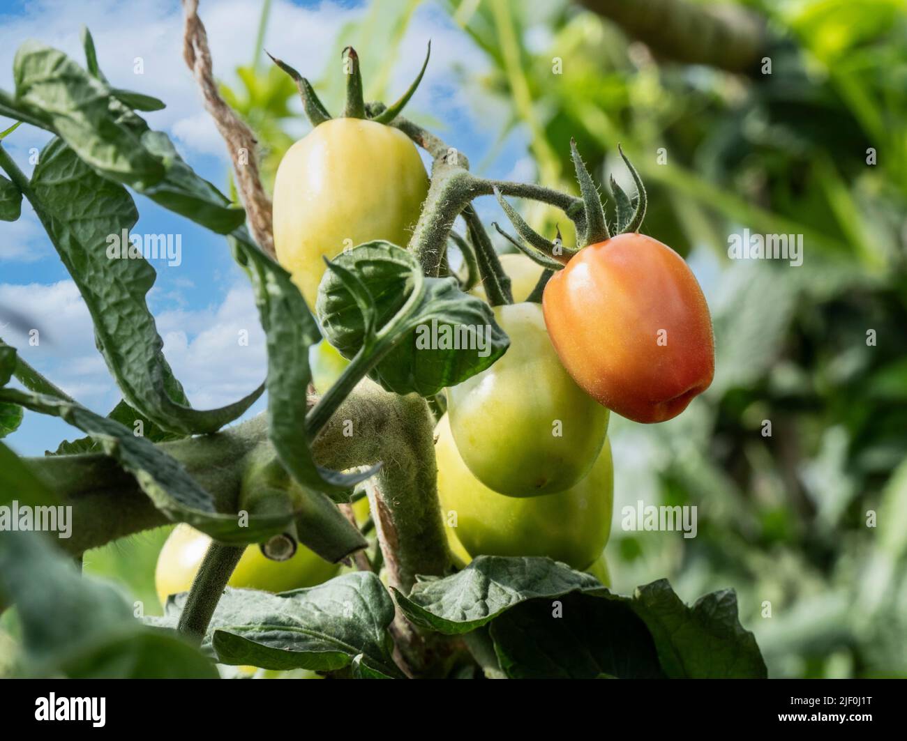 Tomate 'Crimson Plum' Solanum lycopersicum L. Reifung auf Weinreben. Eine süsse, sukkftige Pflaume im „Roma“-Stil mit reichhaltigem, tiefem Geschmack. Die Karmelpflaume wird ab Juli ernten. Im Freien in sonnenbeschienenen Küche Garten Gemüsegarten Zuteilung. Stockfoto