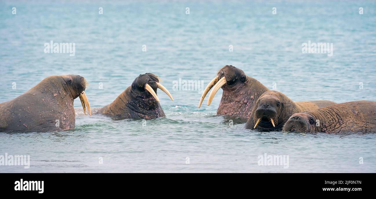 Bei whalerusses Phippsøya, Teil der Sieben Inseln, aus nördlichen Nordaustlandet, Svalbard, im Juli 2012. Stockfoto