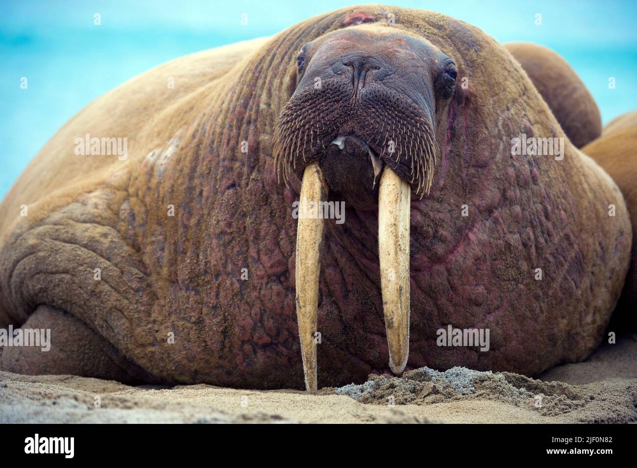 Whalrus aus Phippsøys (Teil der sieben Inseln) aus nördlichen Nordaustlandet, Svalbard. Juli 2012. Stockfoto