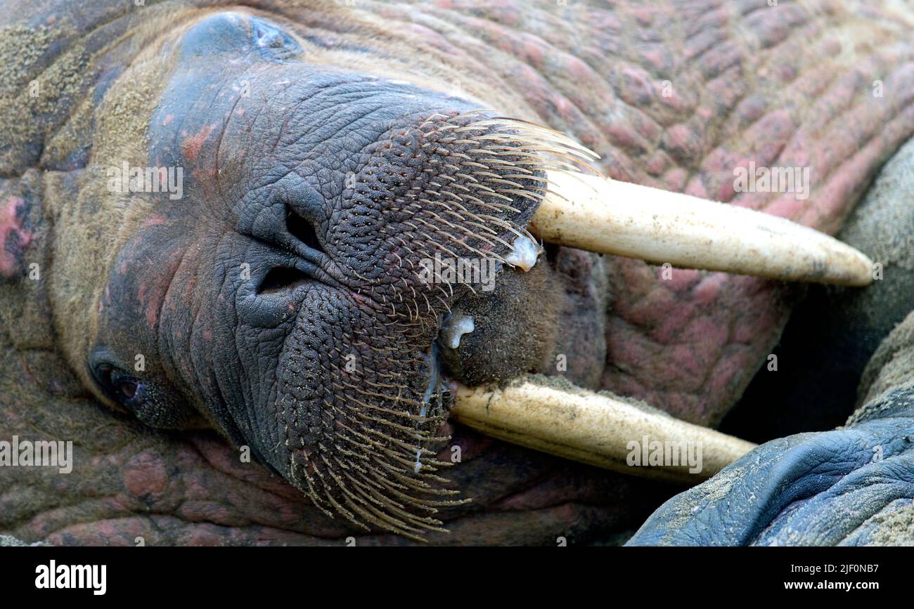 Nahaufnahme des Gesichts von einem Walerus (Odobenus Rosmarus) am Phippöya, nördlichen Spitsbergen, Svalbard, Norwegen. Stockfoto