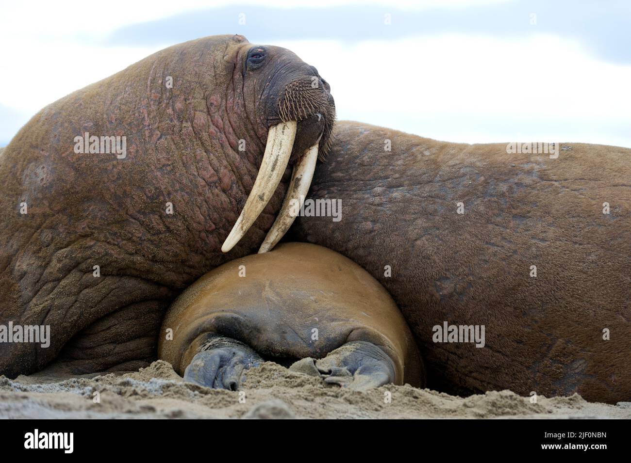 Walerusses (Odobenus rosmarus) auf Phippsöya, vor dem nördlichen Spitzbergen, Svalbard, Norwegen. Stockfoto