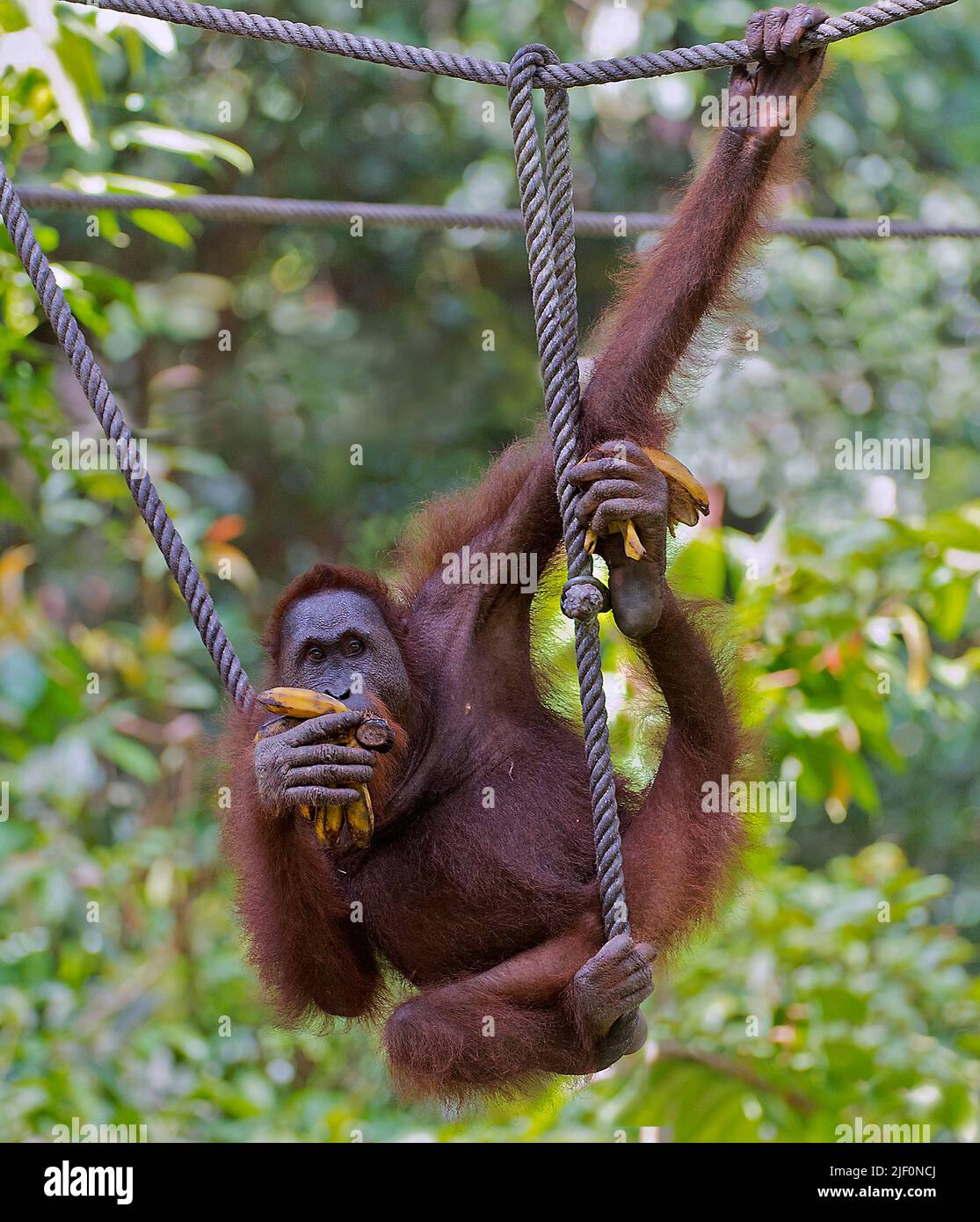 Erwachsene, wilden männlichen Orang-Utan Fütterung und spielen im Sepilok Orang Utan Rehabilitation Centre, Sabah, Borneo. Stockfoto