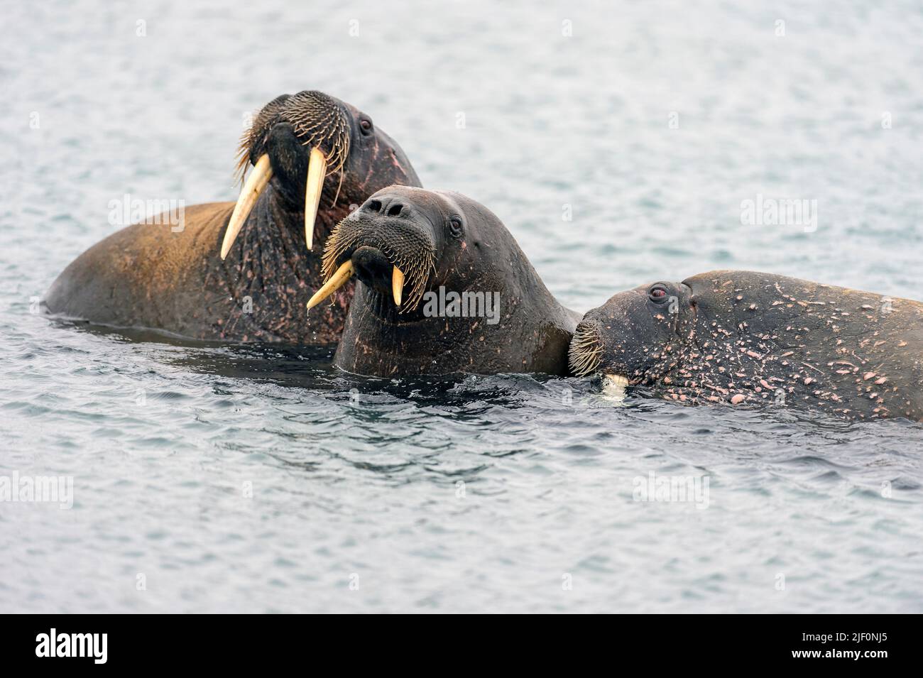 Walrus Familie in Phippsøya nördlich von Spitzbergen, Norwegen Stockfoto