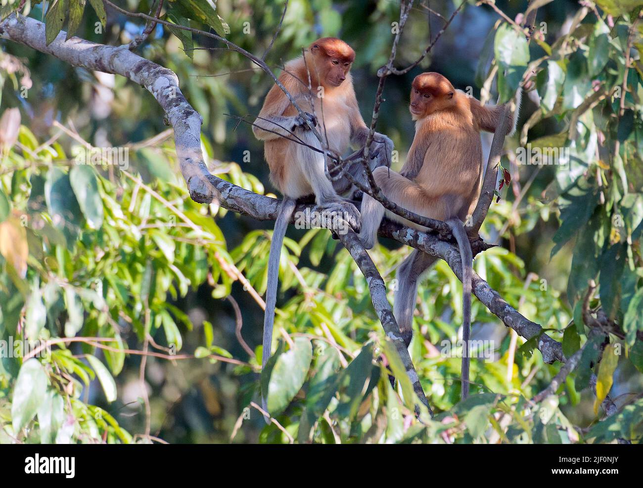 Proboscis monkeis (nasalis larvatus) am Kinabatangan River, Sabah, Borneo. Stockfoto