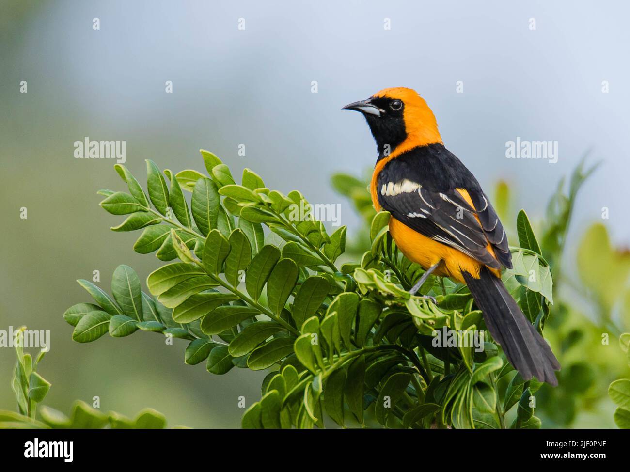 Tropischer orangefarbener Oriole-Vogel, der an einem sonnigen Morgen im Sian Kaan National Park in der Nähe von Tulum auf einem Ast mit grünen Blättern und verschwommenem Hintergrund steht Stockfoto