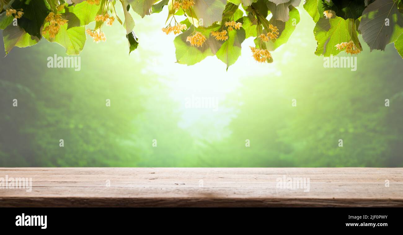 Lindenbaum und Blumen. Blumen blühen auf Lindenzweigen auf leerem Tisch. Sonnenuntergang und Sommersaison. Für Produktpositionierung und grafische Arbeiten. Stockfoto