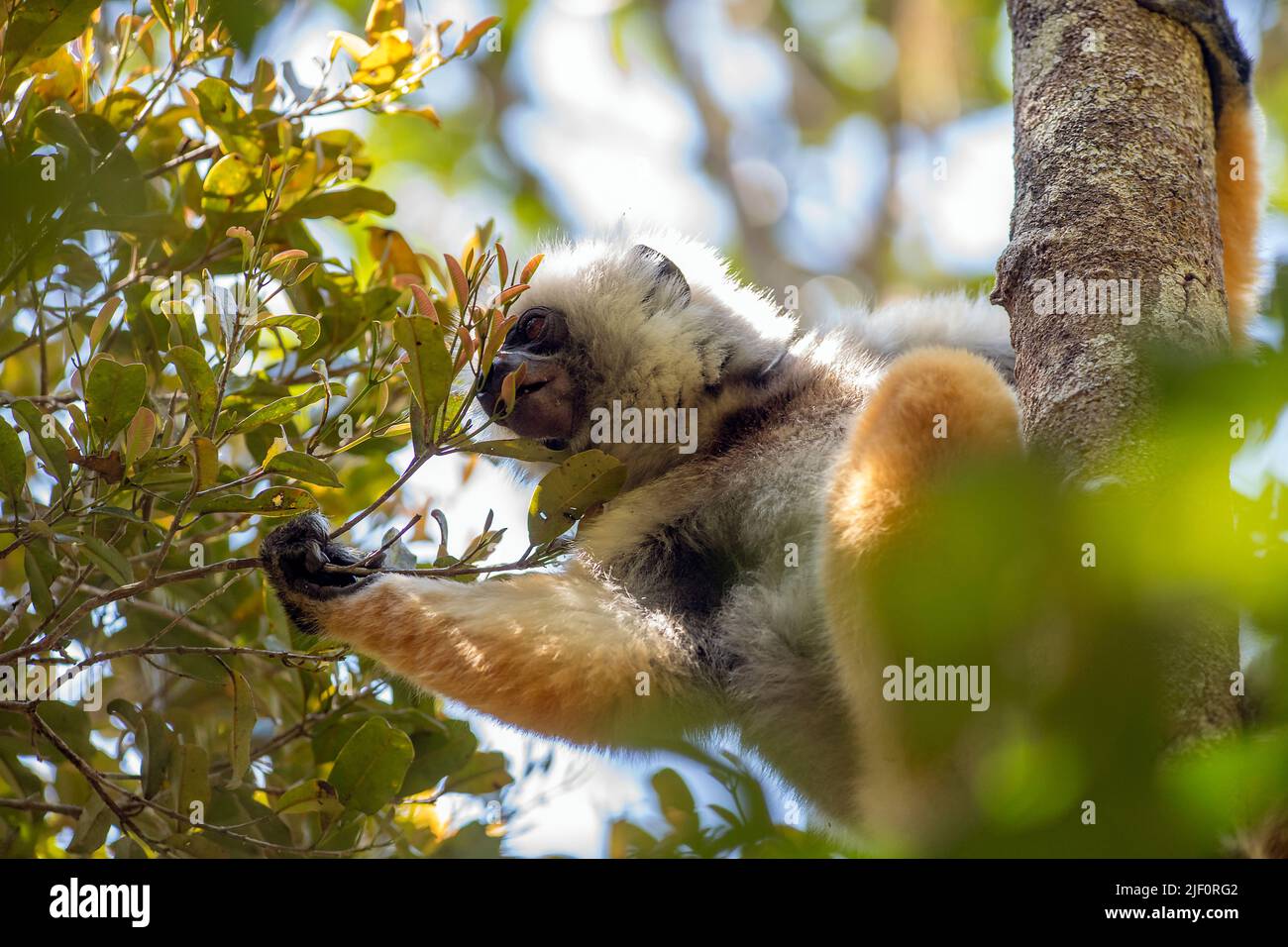 Der vom Aussterben bedrohte Diademed Sifaka (Propithecus diadema) ernährt sich im Vordach des Naturreservats Anamazaotra auf Madagaskar. Stockfoto